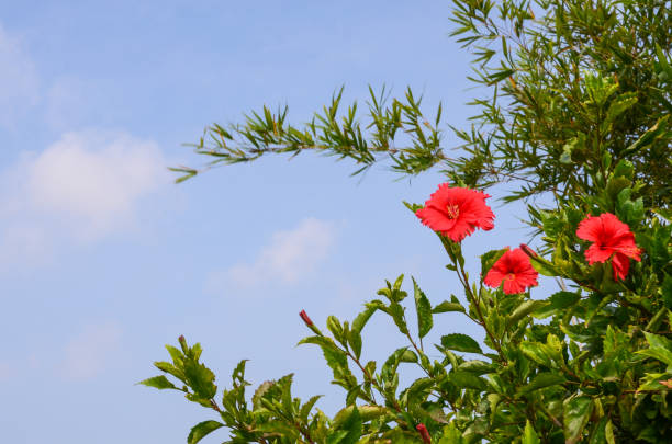 istock Chinese hibiscus or China rose 964958584