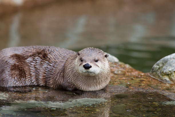 istock River Otter Laying on the Edge of Water 964959216