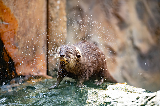 asian small clawed otter playing with water