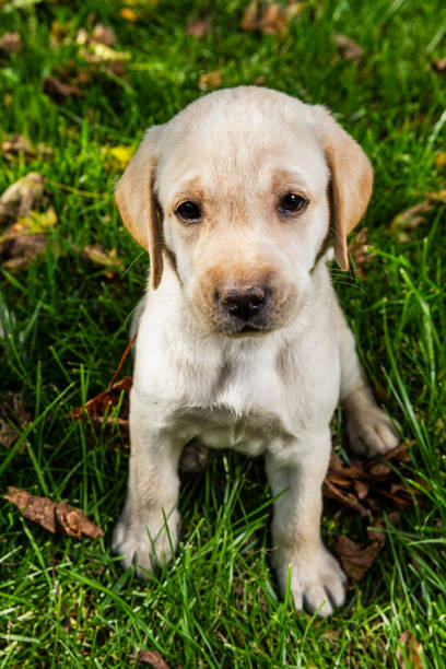 istock Yellow Labrador puppy sitting in the grass - 7 weeks old 964963162