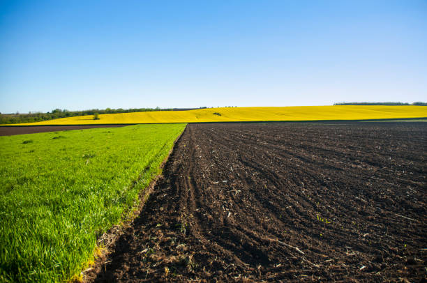 istock northeastern Serbia, Deliblato 964963260