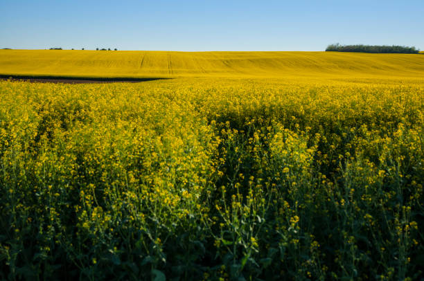 istock northeastern Serbia, Deliblato 964963290