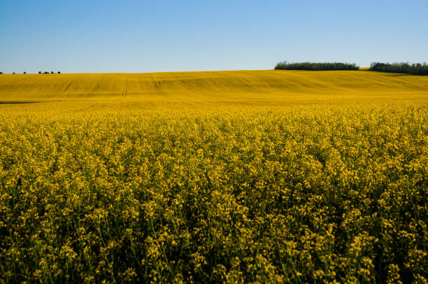 istock northeastern Serbia, Deliblato 964963294