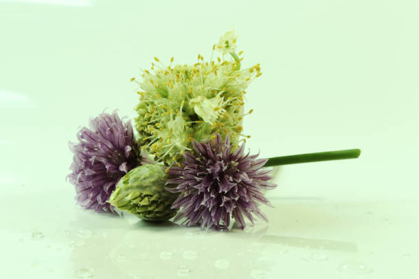A chives and some onion on the picture with green colour A chives and some onion on the picture with green colour as background schnittlauch stock pictures, royalty-free photos & images