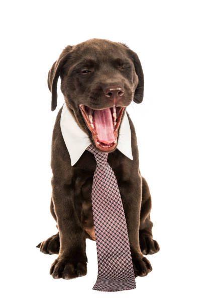 istock A Chocolate Labrador Puppy wearing a neck tie yawning while sitting on white background - 7 weeks old 964966410