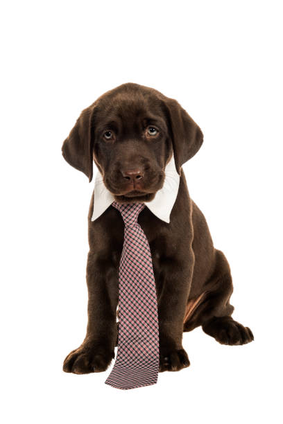 istock A Chocolate Labrador Puppy wearing a neck tie sitting on white background - 7 weeks old 964966438