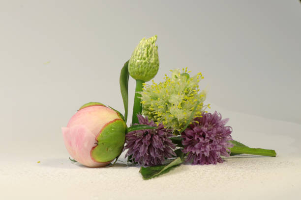 A beautiful bouquet on the white background contain peony, chives and some onion A beautiful bouquet on the white background contain peony, chives and some kind of onion schnittlauch stock pictures, royalty-free photos & images