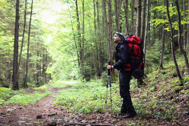 istock Active healthy man hiking in beautiful forest 964966970