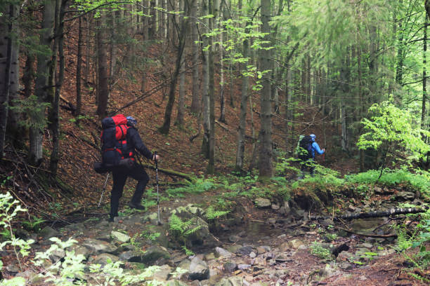 istock Active healthy man hiking in beautiful forest 964967366