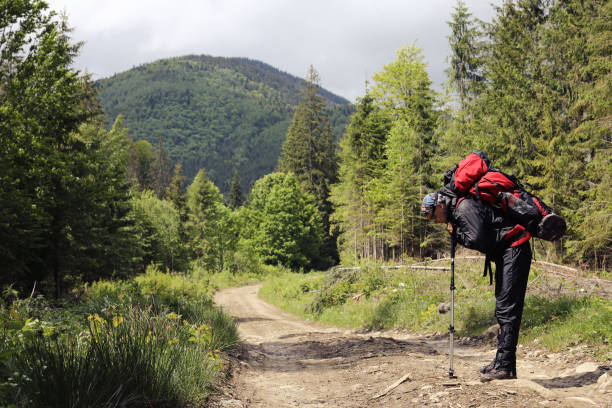 istock Active healthy man hiking in beautiful forest 964968412