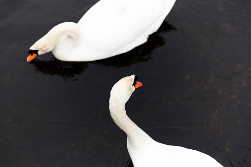 Pair of swan swimming in a lake, a symbol of love.