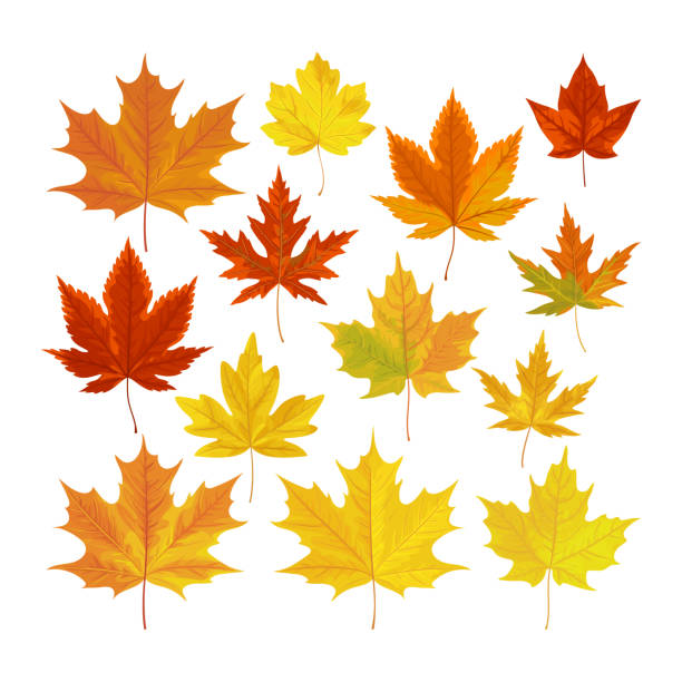 ilustraciones, imágenes clip art, dibujos animados e iconos de stock de ilustración de vector, conjunto de hojas de otoño realista. - fall leaves