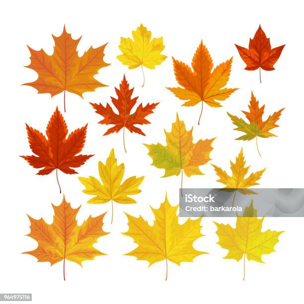 Vector Illustration Set Of Realistic Autumn Leaves Stock Illustration - Download Image Now