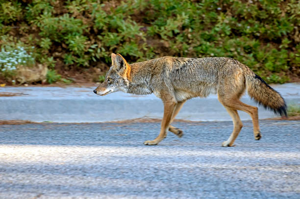 Coyote roaming the streets of Southern California. stock photo
