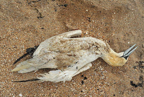 A dead Gannet tangled in fishing line, North Berwick, Scotland
