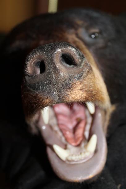 istock Close up of bears mouth with teeth 964979456