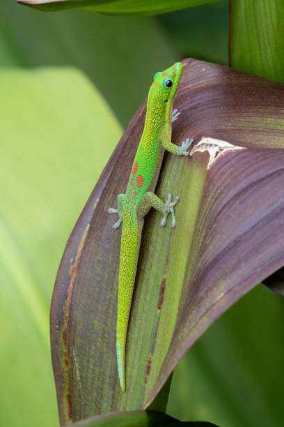 istock gold dust day gecko  Phelsuma laticauda 964980000
