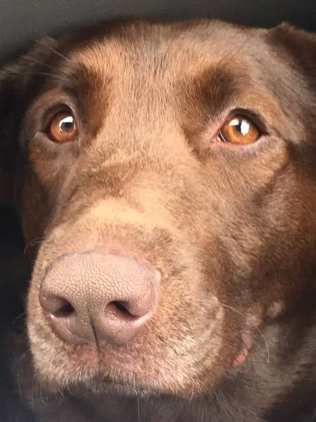 Chocolate Lab profile