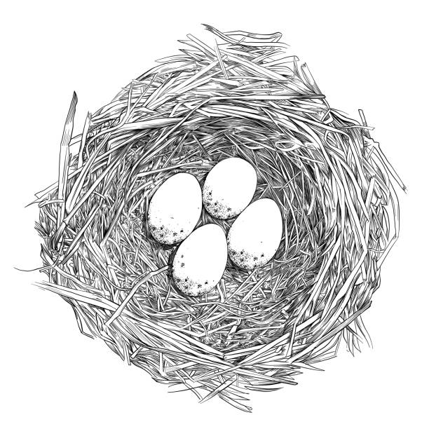 gniazdo ptaków z jaj piórem i rysunkiem wektorowym atramentem - birds nest animal nest animal egg blue stock illustrations