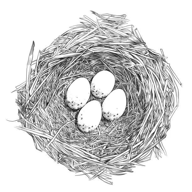 Vector illustration of Bird Nest with Eggs Pen and Ink Vector Drawing