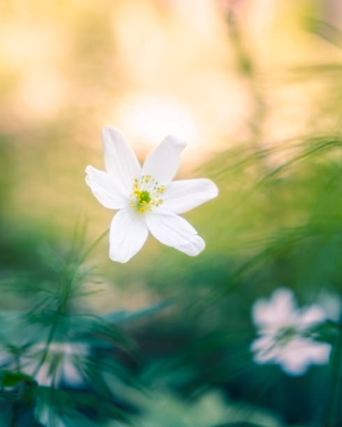 背景のボケ味とフィンランドの夕日の美しい白い花 - yellow wood anemone ストックフォトと画像