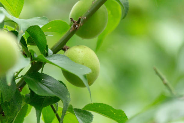 istock Green plums, Ume, harvested for pickle Ume syrup 964983830