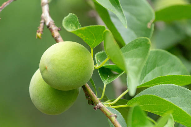 istock Green plums, Ume, harvested for pickle Ume syrup 964984022
