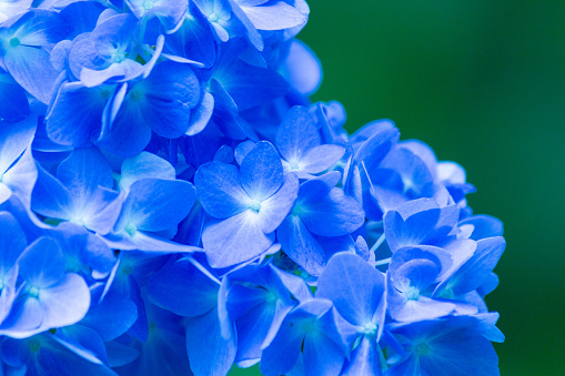 Close up of a cluster of blue hydrangea flowers in full bloom in a Cape Cod garden.