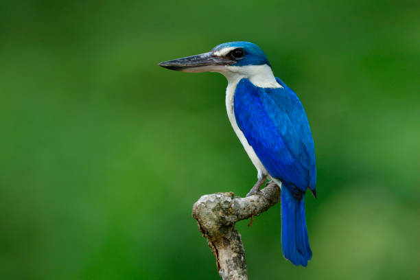 istock Bright blue and white bird, Collared kingfisher (Todiramphus chloris) perching on wood branch over blur green background, fascinating animal 964985366