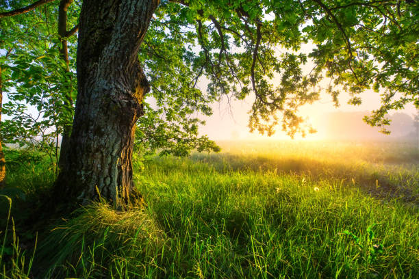 green oak tree in the morning. amazing summer landscape. - tree forest oak tree landscape imagens e fotografias de stock