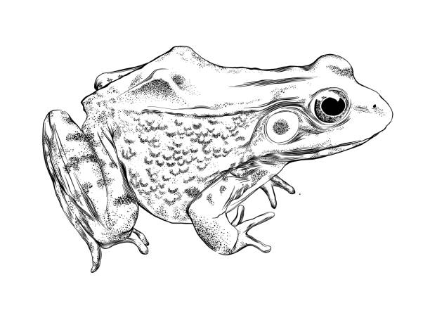 frosch-vektor-illustration mit feder und tinte, isolated on white - frosch stock-grafiken, -clipart, -cartoons und -symbole