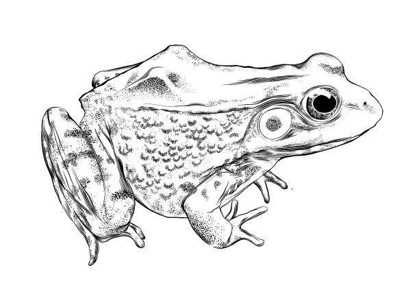 ilustrações de stock, clip art, desenhos animados e ícones de frog vector illustration in pen and ink isolated on white - bullfrog frog amphibian wildlife