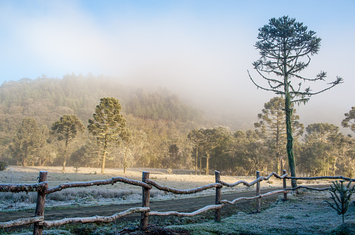 Urubici, Santa Catarina, Brazil.\nIn the winter of the local high altitude mountain range of Santa Catarina, the cold is intense at dawn, the field is frozen, forming a mist that dissipates during the day as the solar heating. In this season the araucarias and plants freeze forming a typical landscape of the mountains.