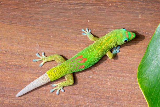 istock gold dust day gecko with regrown tail 964990516