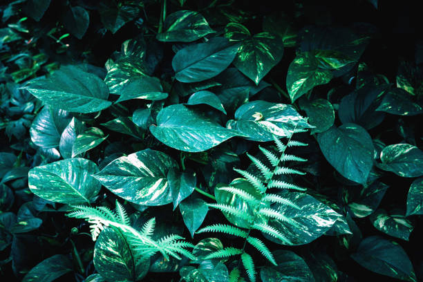 istock Tropical green leaves on dark background 964990610