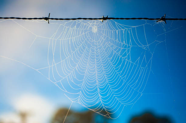 Frozen Spider Web Macro Photos