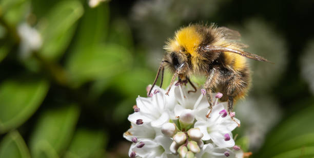 istock bumblebee on white flowers close up 964998582