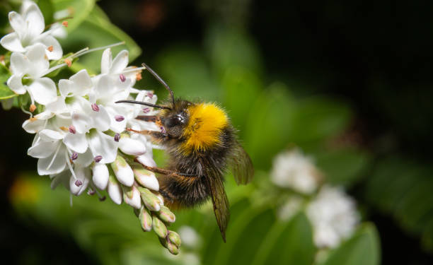 istock bumblebee on white flowers close up 964998600