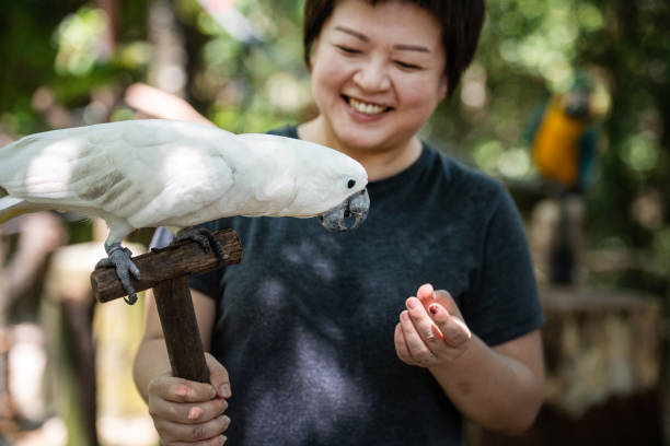istock an asian chinese female feeding a white parrots 964998864