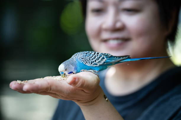 istock blue and white Budgerigar, parakeet australia 964998886
