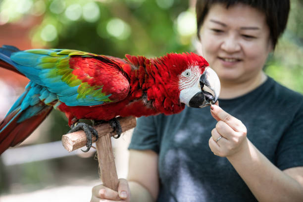 una mujer china asia alimentar a loros de guacamayo - parrot young animal human hand cute fotografías e imágenes de stock