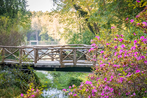 Bridge over water surrounded by green forest and pink purple flowers