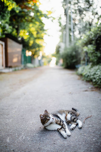single lane road, animal, cat, pet