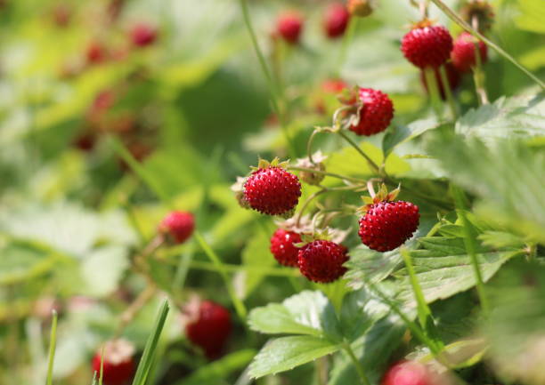 Ripe and ripening wild strawberries in the grass