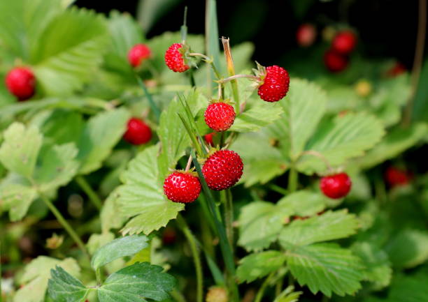 istock Ripe and ripening wild strawberries in the grass 965010454