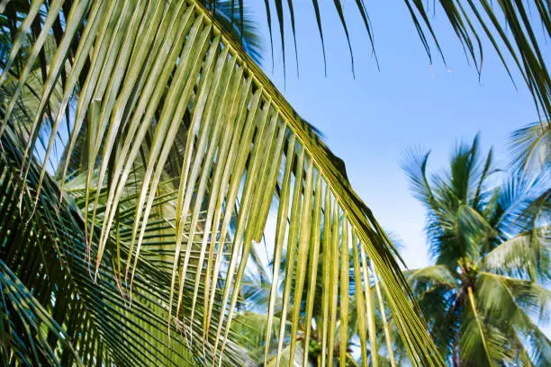 Green Coconut Tree Leaves Against Blue Sky