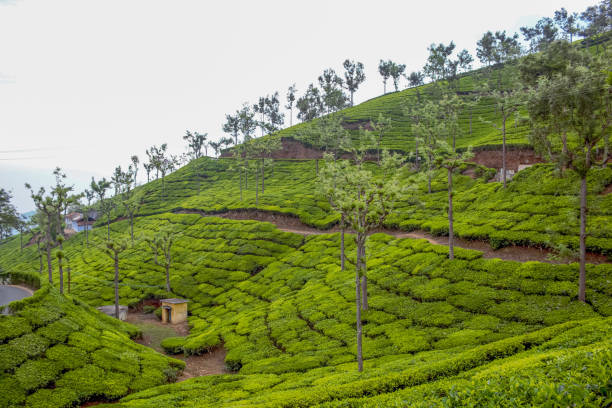 istock tea plantations ooty india 965011460