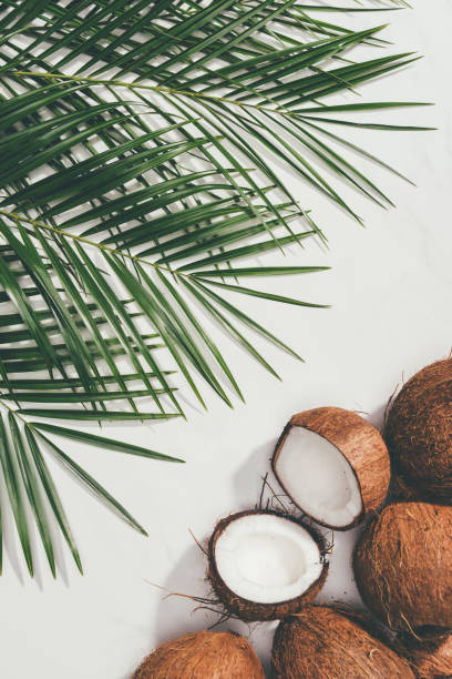 istock top view of fresh natural coconuts and green palm leaves on white 965015514