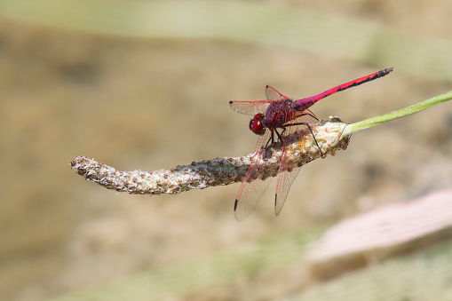 Red-veined dropwing dragonfly on a pale flower