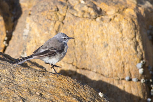 istock Cape wagtail stepping off an orange rock 965023514